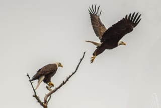 Eagles