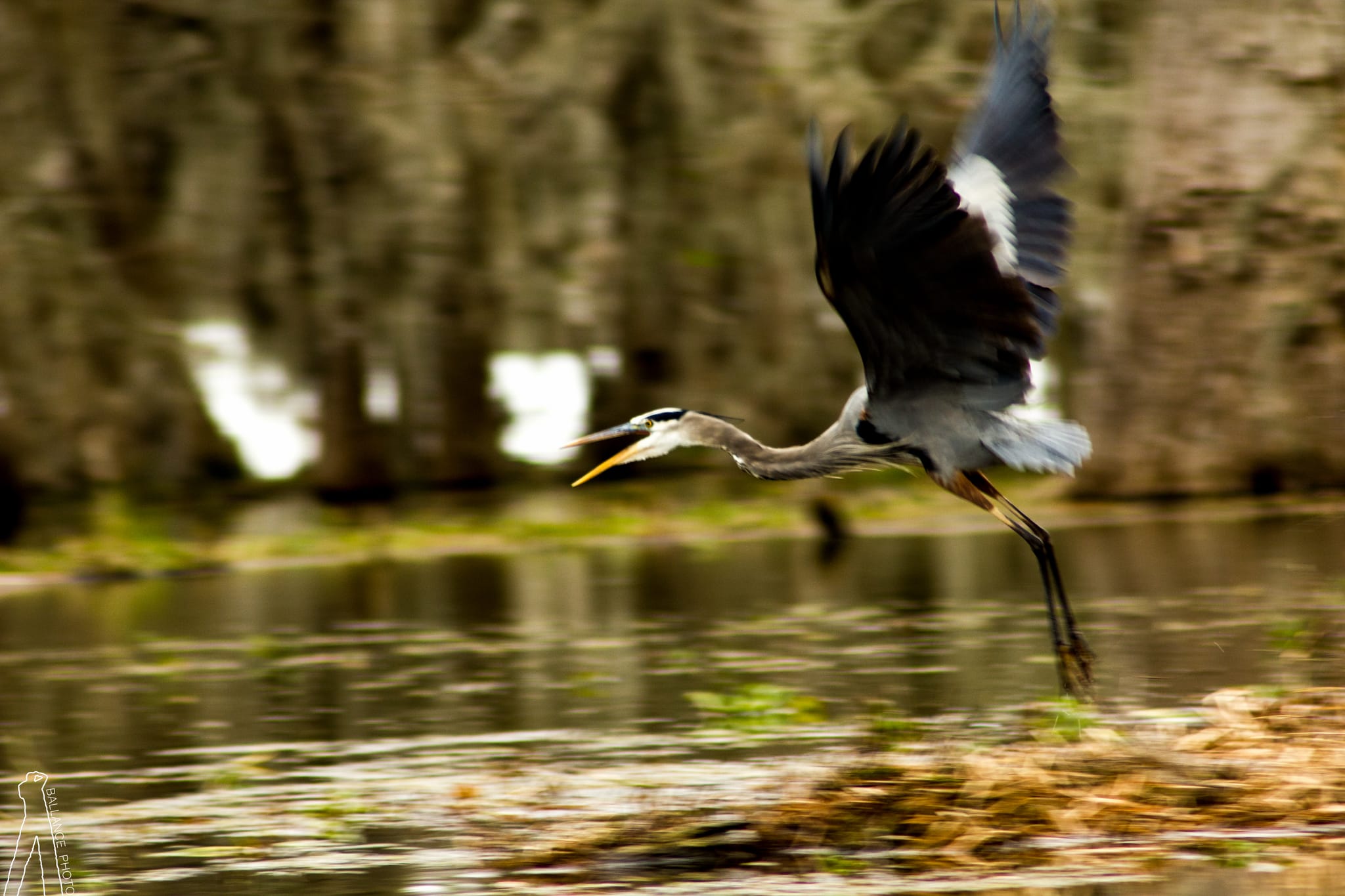 Blue Heron