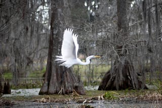 Egret