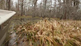 Through the Bayou