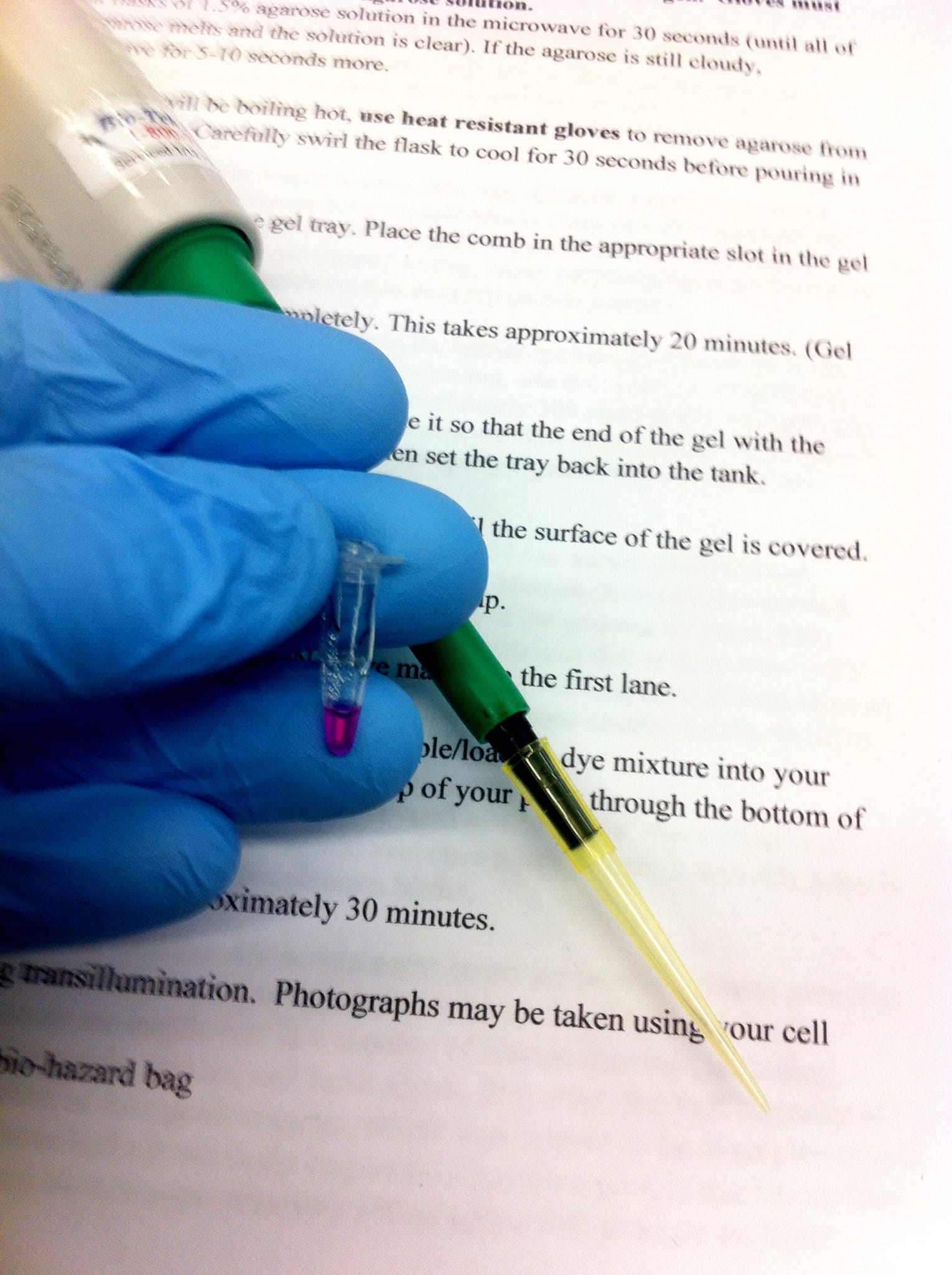 DNA Gel Electrophoresis after amplification by PCR