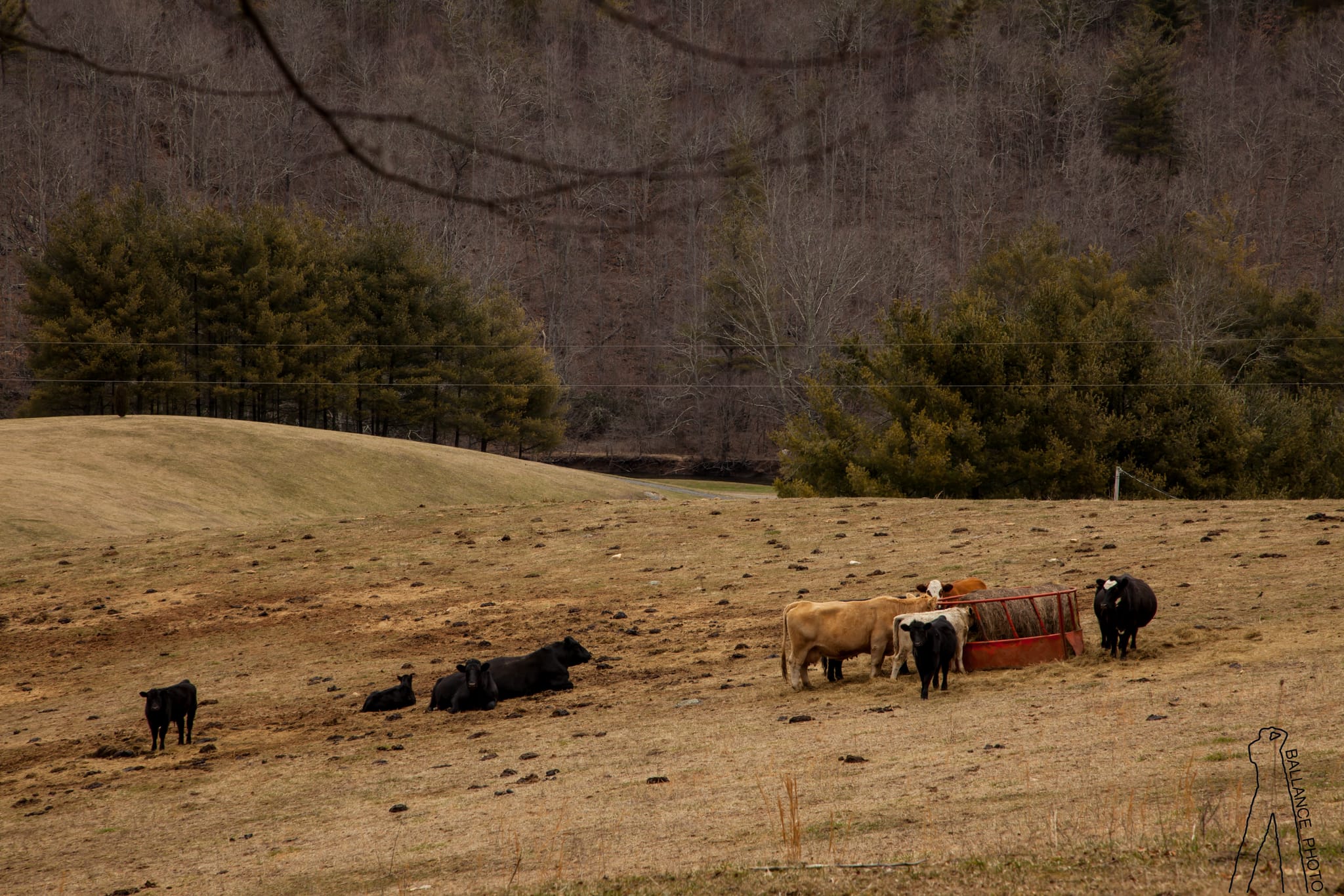 Bovines