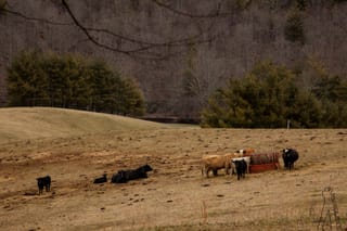 Bovines