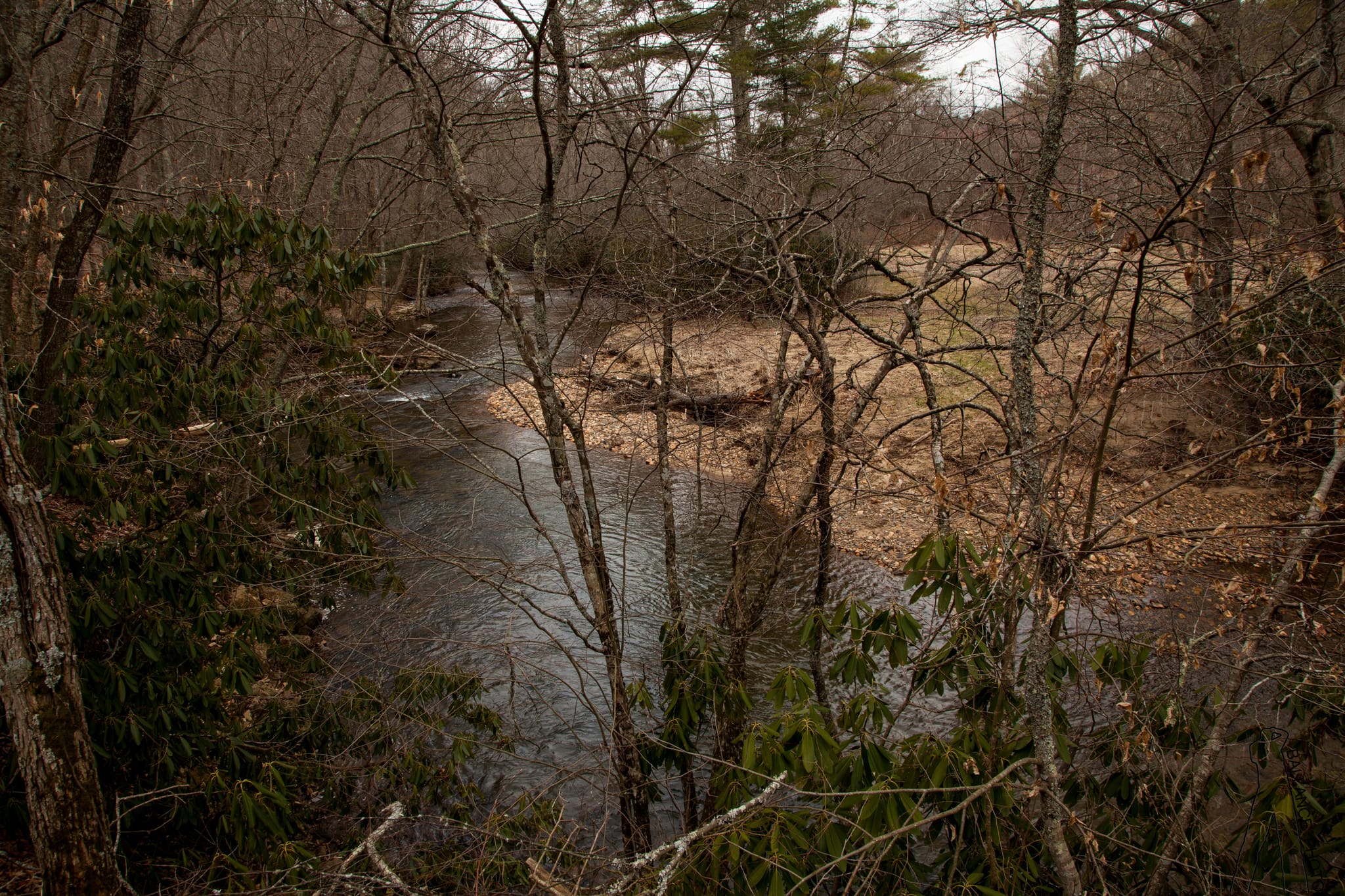Creek through the Trees