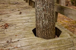 Tree in deck