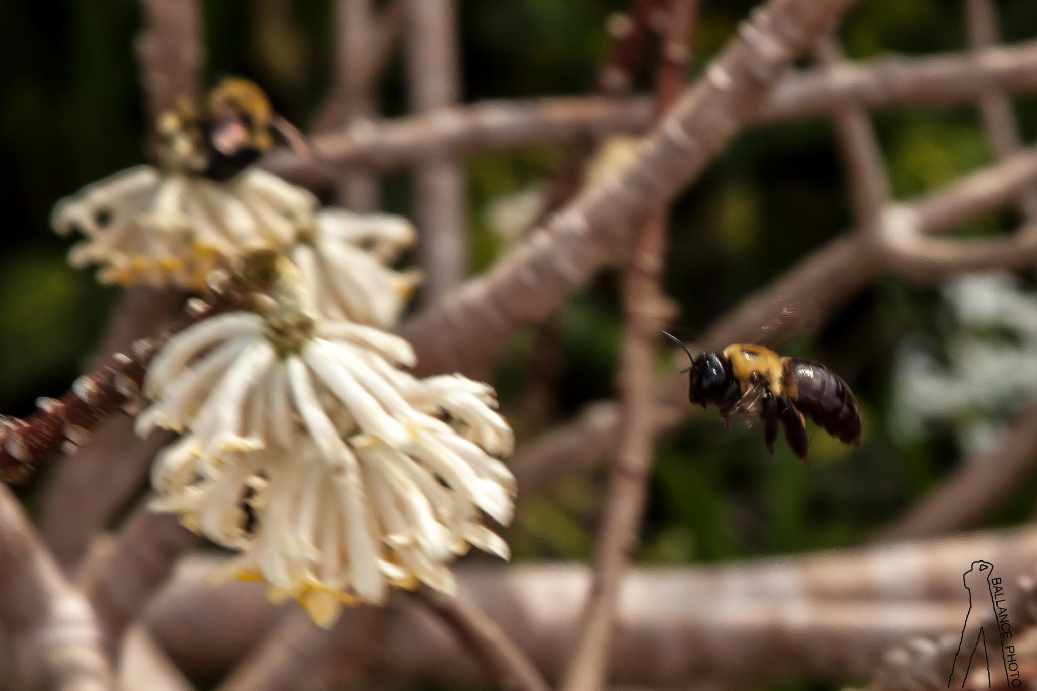 Bumble Bumble