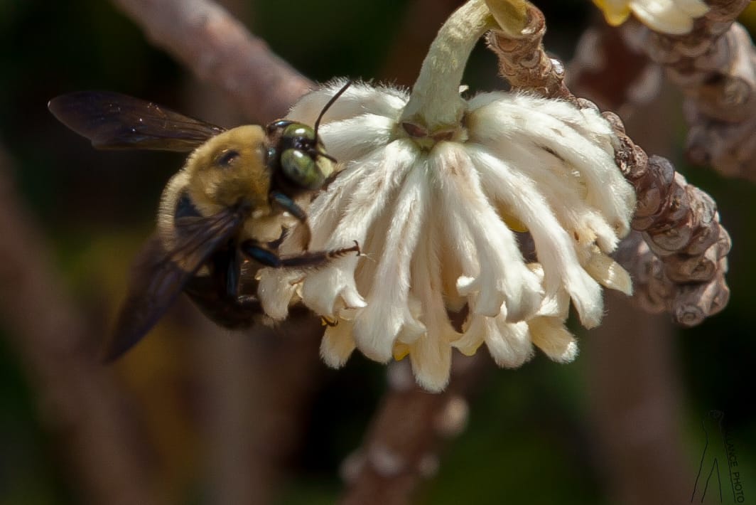 Bumble Bumble 2
