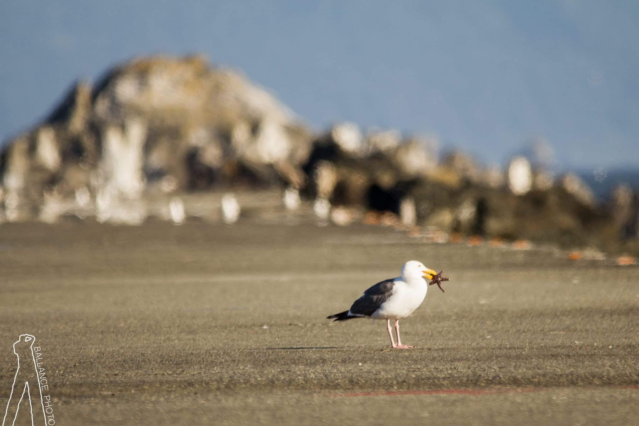 Crescent Bay - Gull with starfish-2