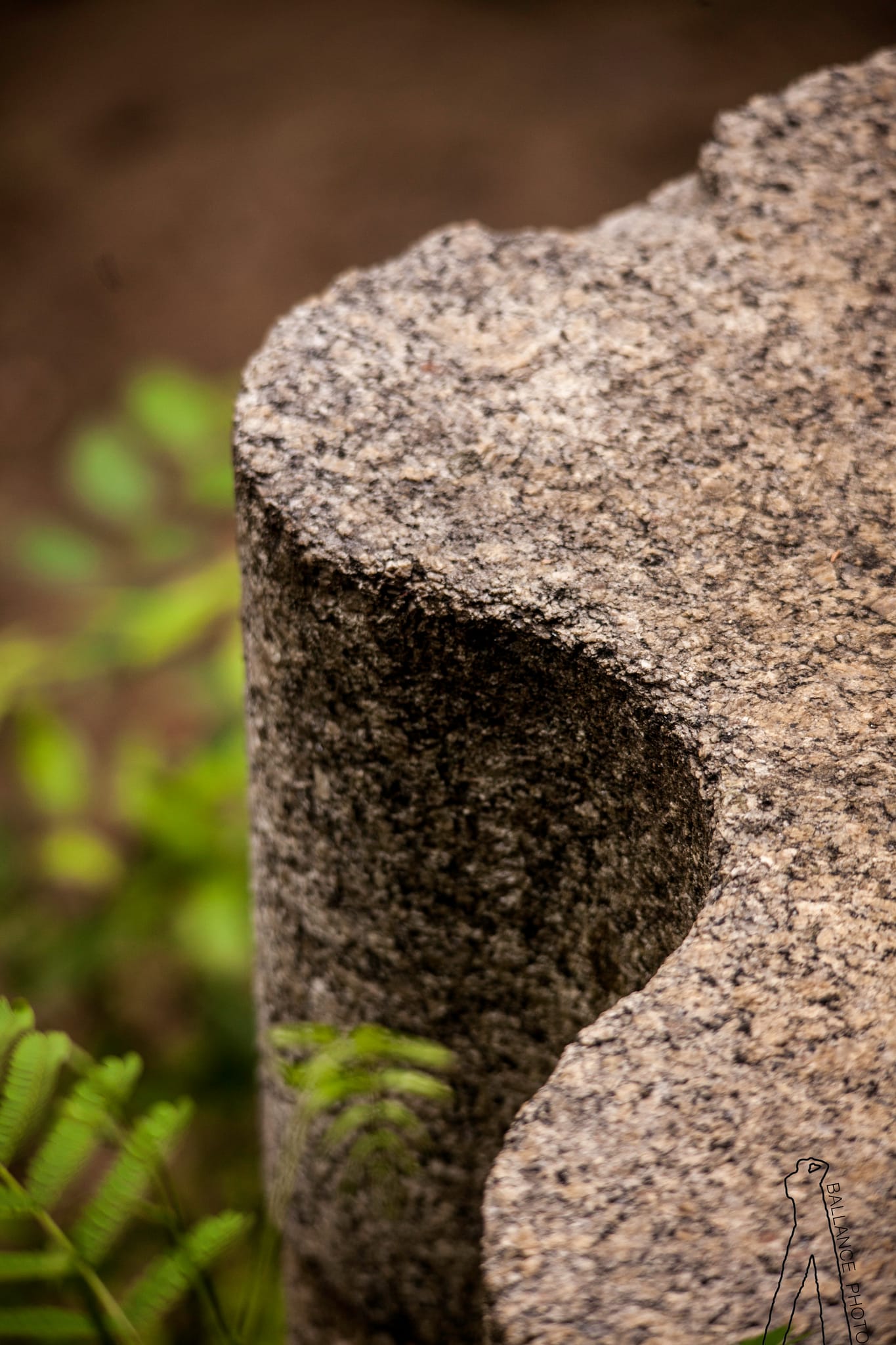 Fern and Stone