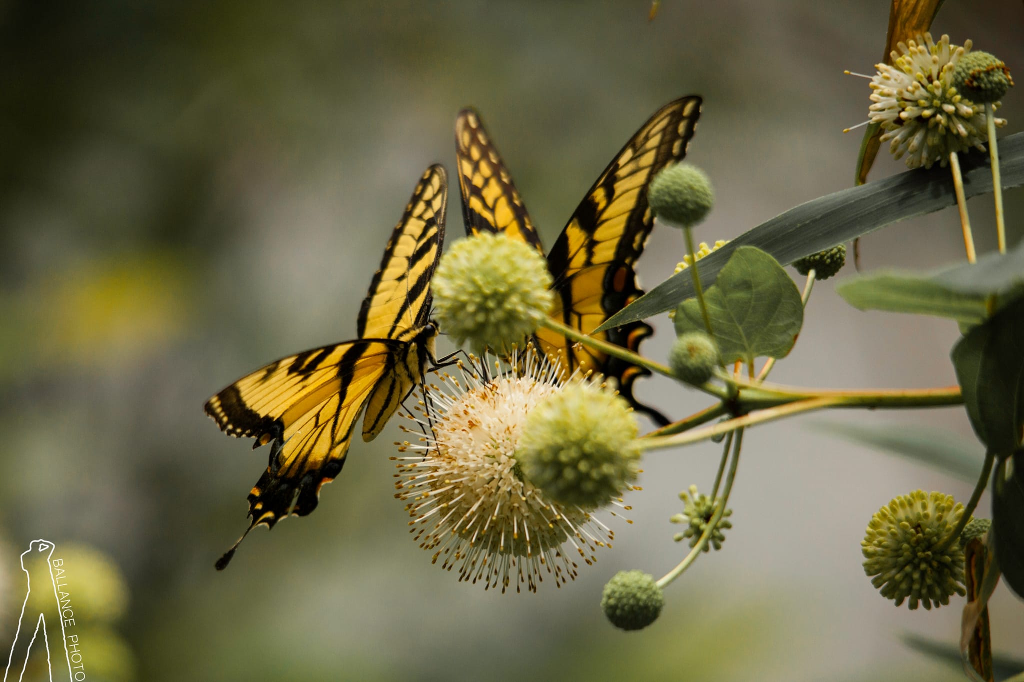 Butterflies