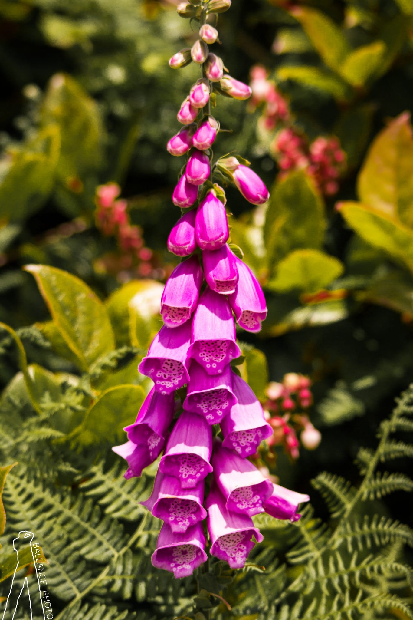 Tube flowers