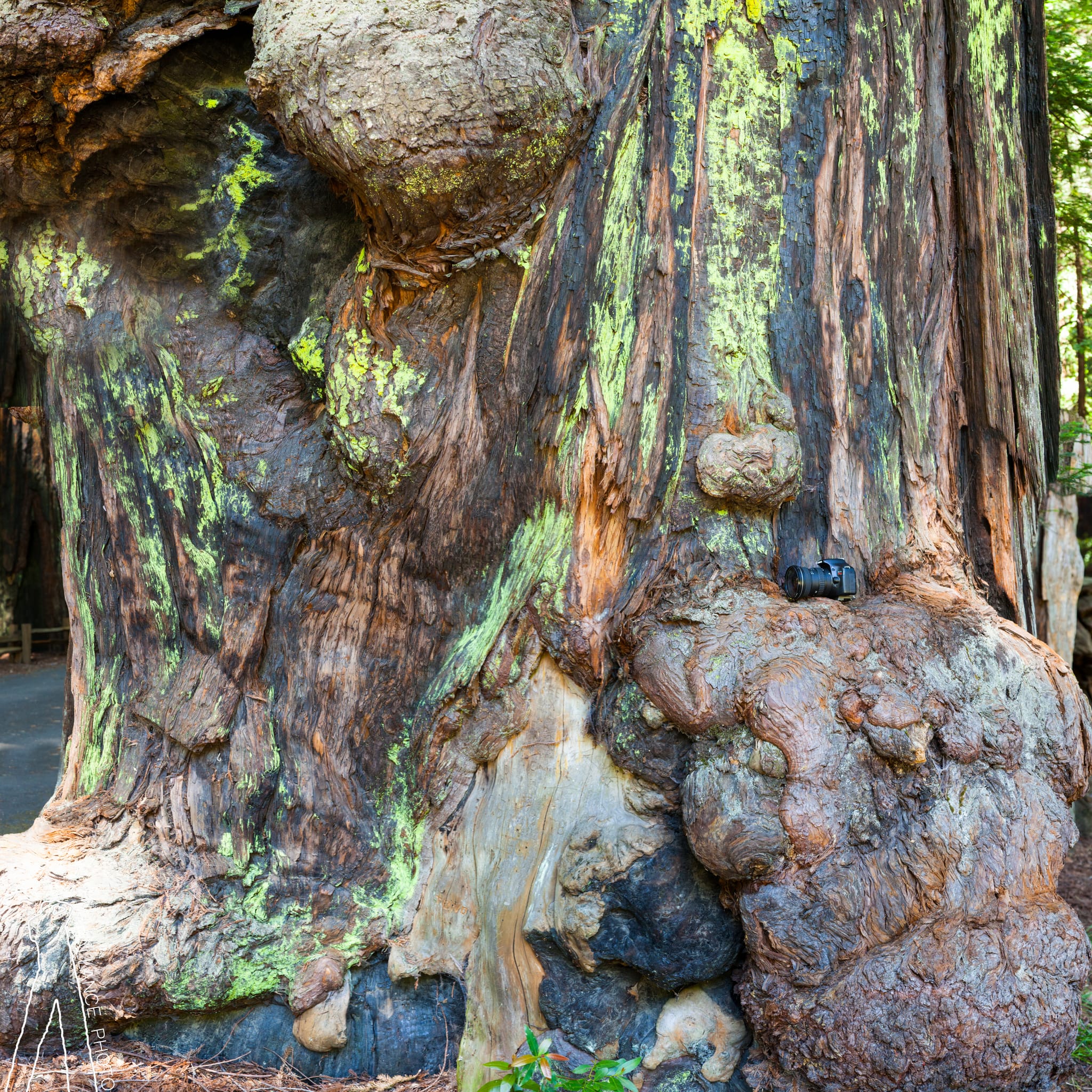 Sequoyah Burls