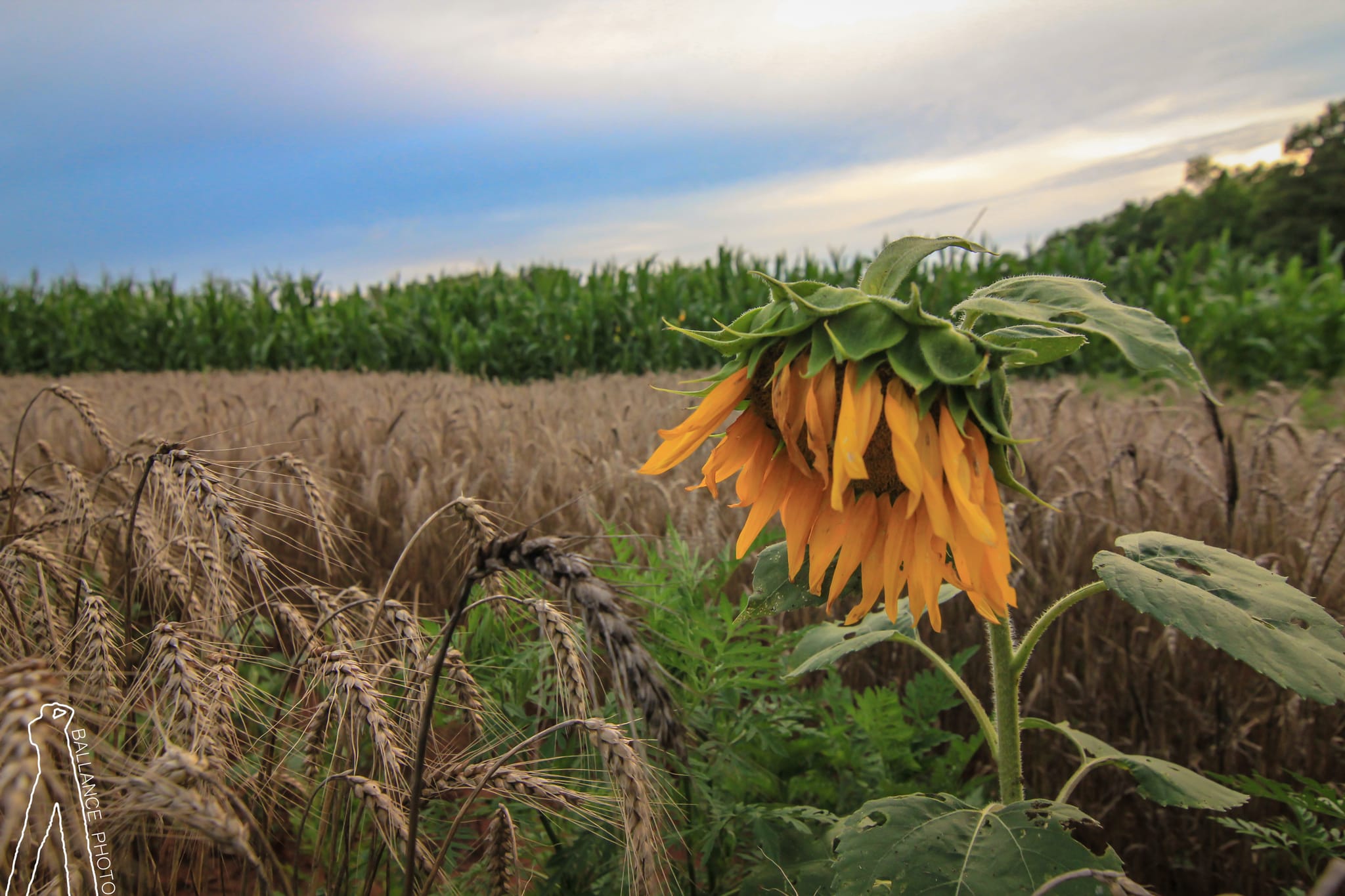 Sunflower Weeping