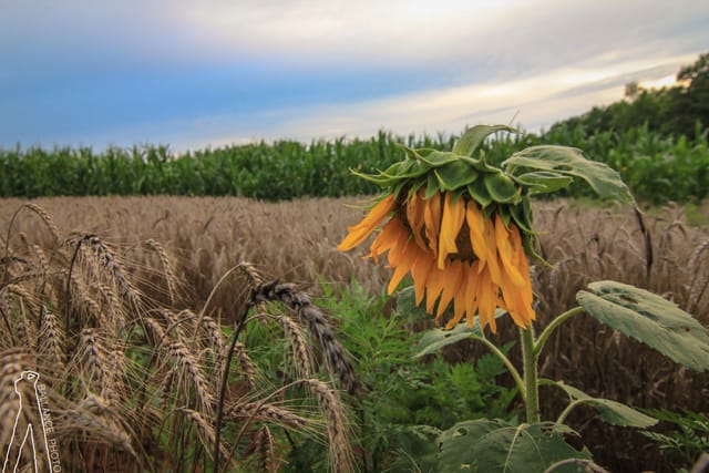 Fields of Gold
