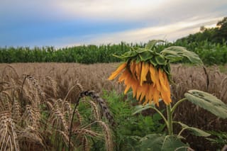 Sunflower Weeping
