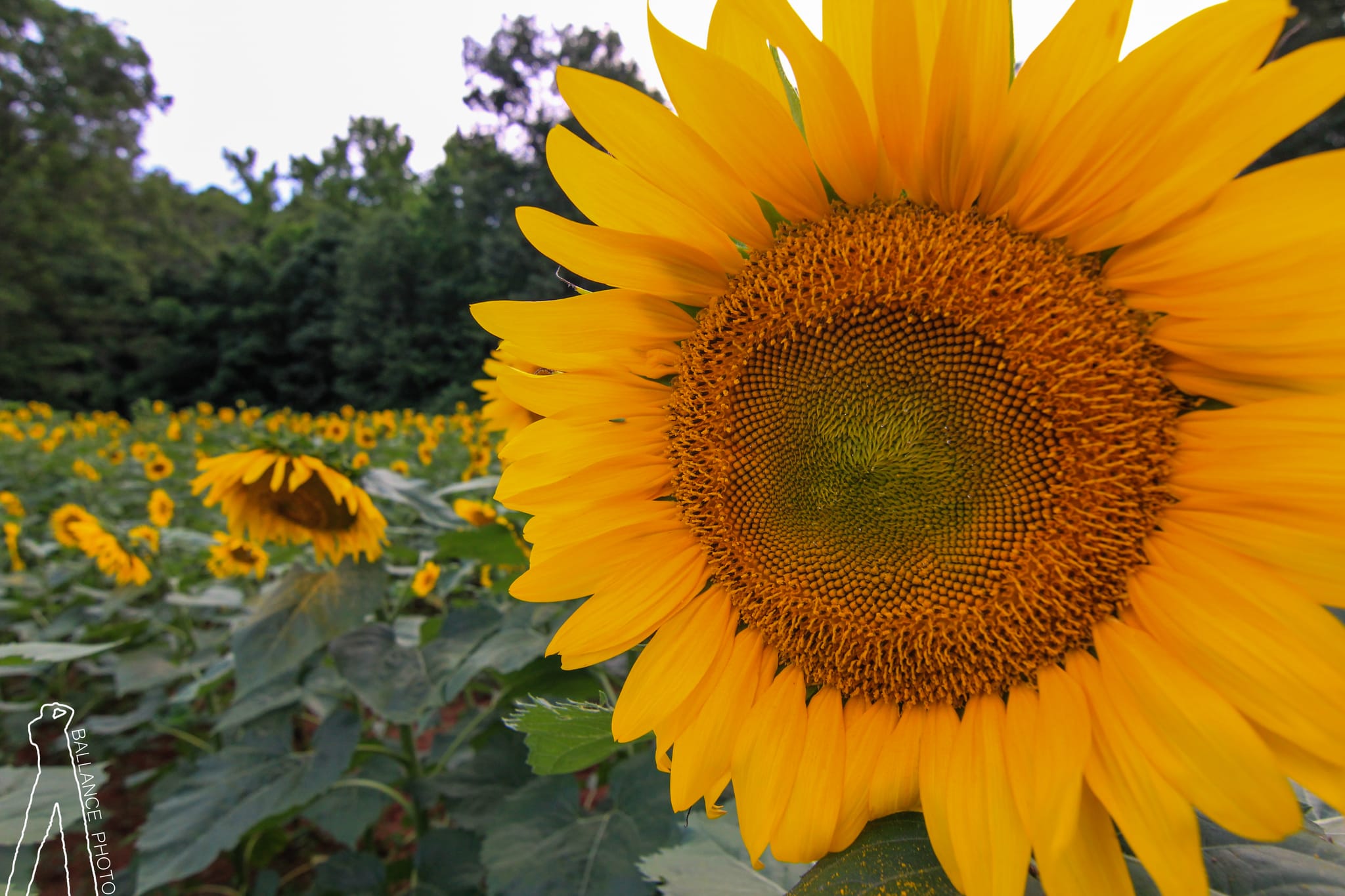 Sunflower Close-up